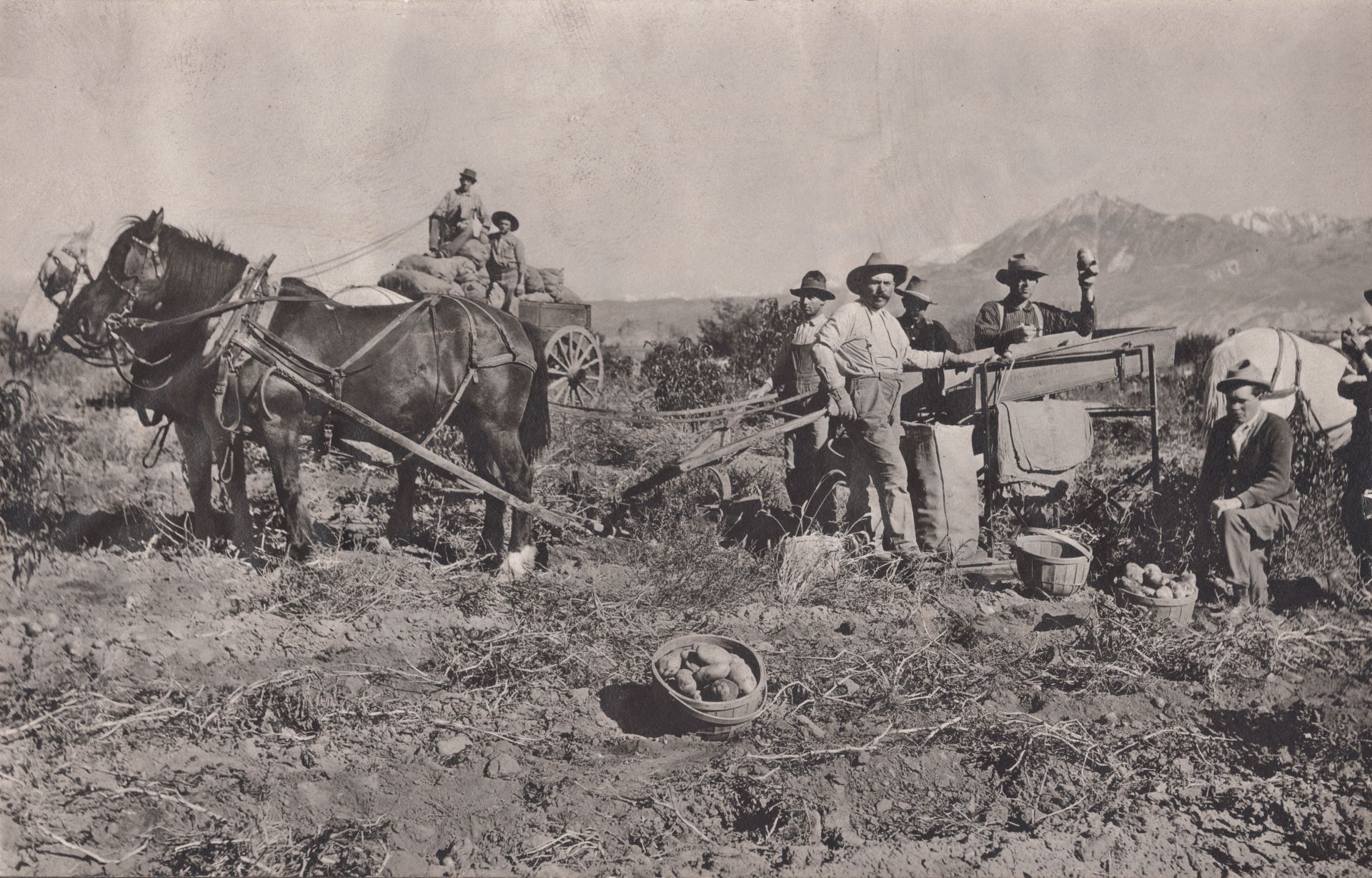 Historic photograph of a potato harvest — a horse team, wagon, and field crew below the mountains.